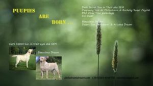Labrador retriver stenci Slika 3