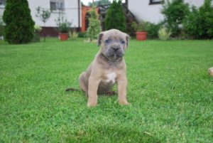 Cane Corso, stenci Slika 2