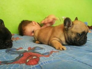 Francuski Buldog “Od kuće Don” Slika 2 Francuski Buldog “Od kuće Don” Slika 2