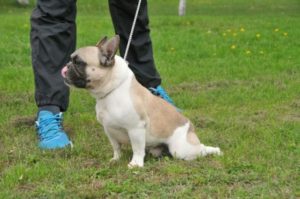 Francuski Buldog slobodan za parenje Slika 2 Francuski Buldog slobodan za parenje Slika 2