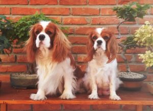Cavalier King Charles Spaniel Slika 3 Cavalier King Charles Spaniel Slika 3