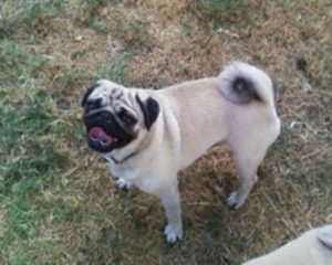 Mops stenci Slika 1