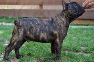 Francuski buldog – štene Slika 2