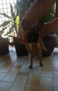 Francuski buldog Slika 3