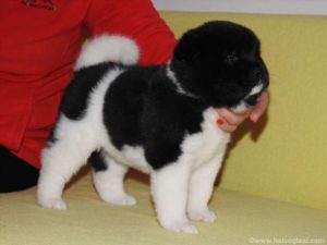 Američka akita, štenci Slika 3