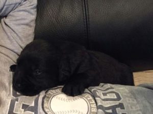 Labrador, crni štenci Slika 4