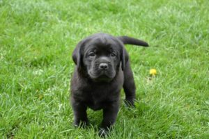 Labrador retriver – musko stene Slika 2