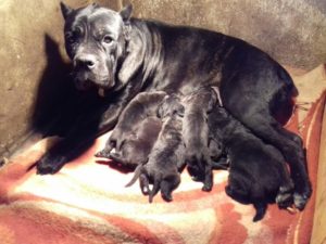 Cane Corso – vrhunski štenci Slika 3
