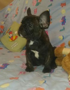 Francuski Buldog “ OD KUCE DON“ Slika 3