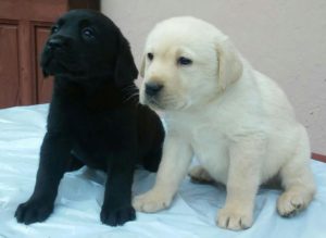 Labrador retriver – izuzetnih krvnih linija Slika 1