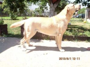 Labrador retriver – izuzetnih krvnih linija Slika 3