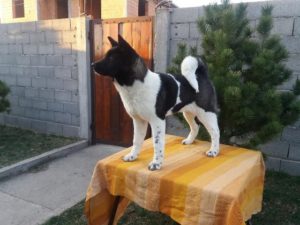 Americka Akita, stenci odlicnog pedigrea Slika 4