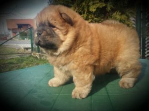 Chow cau – cau Slika 1