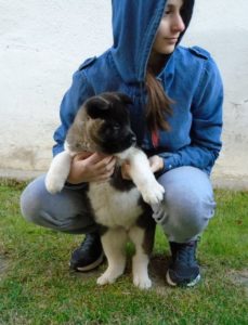 Američka Akita Slika 1