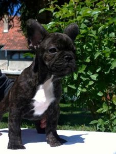 Francuski buldog štenad vrhunskog kvaliteta Slika 1