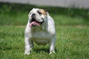 Engleski buldog prelepa stenad Slika 3