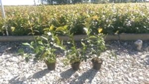 Americka visokozbunasta brorovnica- sadnice Slika 2