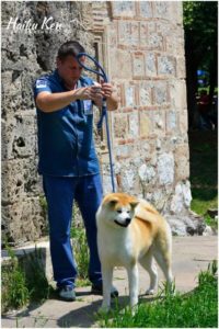 Akita inu Slika 2