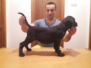CANE CORSO Vrhunska štenad Slika 3