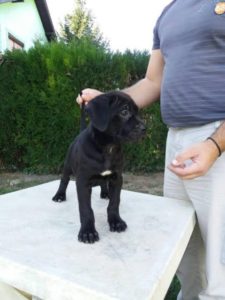 Cane Corso, crno štene Slika 4