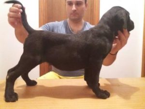 CANE CORSO Vrhunska štenad Slika 4