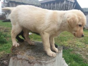 Labrador stenci Slika 2