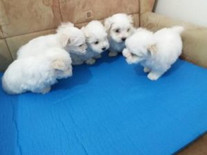 MINI MALTEZER  štenci na prodaju Slika 2