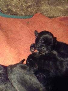 Cane Corso, štenci šampionskog porekla Slika 3