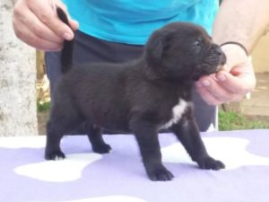 Cane Corso, štenci šampionskog porekla Slika 3