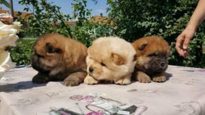 Chow cau cau Slika 4