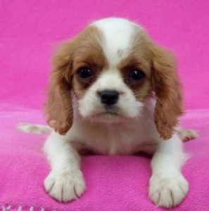 Cavalier King Charles Spaniel stenci Slika 4