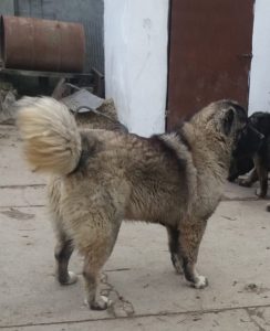 Stenad Kavkaskog ovcara Slika 3