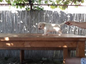 Labrador retriver, štenci Slika 2 Labrador retriver, štenci Slika 2