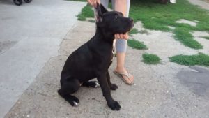 Cane Corso Slika 1 Cane Corso Slika 1