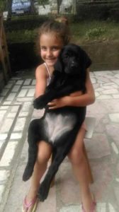 Labrador retriver, crno stene Slika 4 Labrador retriver, crno stene Slika 4