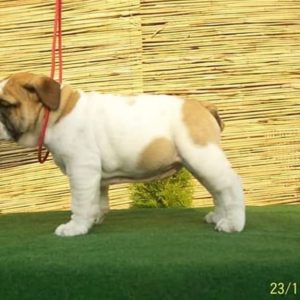 Engleski Buldog Slika 4 Engleski Buldog Slika 4
