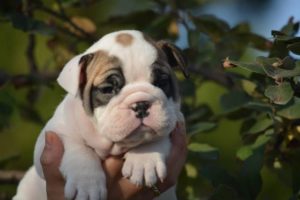 Engleski Buldog, vrhunsko leglo Slika 1 Engleski Buldog, vrhunsko leglo Slika 1