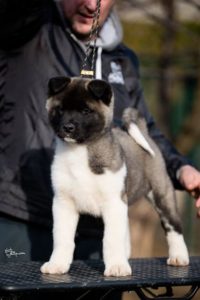 Americka akita Slika 4