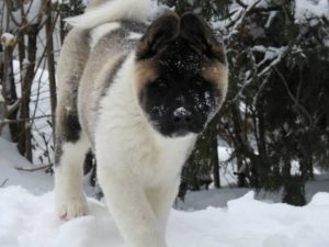 Američka Akita, štenci Slika 1