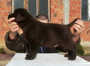 Labrador Retriver, cokoladni stenci Slika 2
