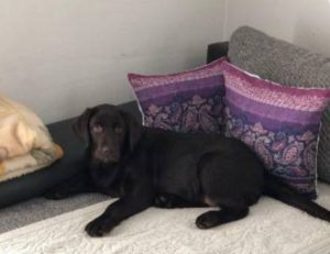 Labrador retriver štenci čokoladni i crni! Slika 2