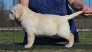Stenci labrador retrivera Slika 3 Stenci labrador retrivera Slika 3