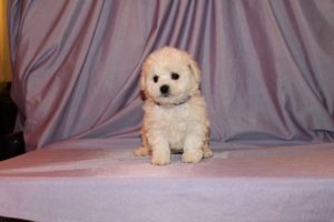 Bichon Frise Slika 4 Bichon Frise Slika 4