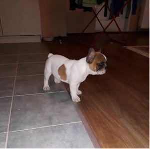 Francuski buldog, muzjak i zenka Slika 3 Francuski buldog, muzjak i zenka Slika 3