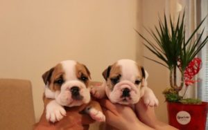 Engleski buldog, štenci renomiranih krvnih linija Slika 1 Engleski buldog, štenci renomiranih krvnih linija Slika 1