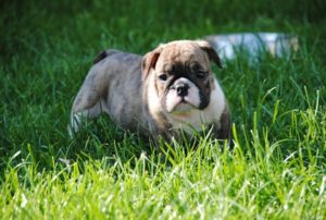 Engleski buldog, izuzetnog porekla Slika 1 Engleski buldog, izuzetnog porekla Slika 1