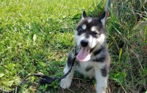 Lijepi izgled Aljaske Malamute štenci za prodaju Slika 3 Lijepi izgled Aljaske Malamute štenci za prodaju Slika 3
