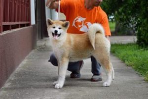 Akita inu, prelepe ženkice Slika 2 Akita inu, prelepe ženkice Slika 2