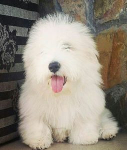 Coton de Tulear Slika 4 Coton de Tulear Slika 4