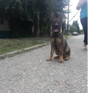 Nemački Ovčar, štenci Slika 4 Nemački Ovčar, štenci Slika 4